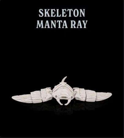 Skeleton Manta Ray