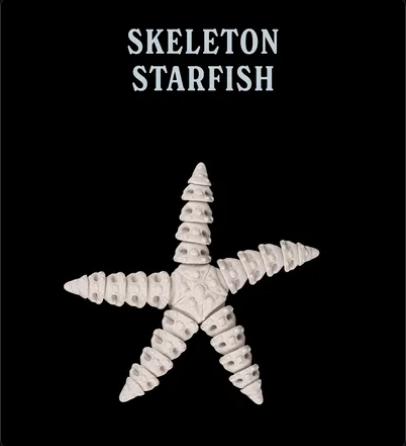 Skeleton Starfish